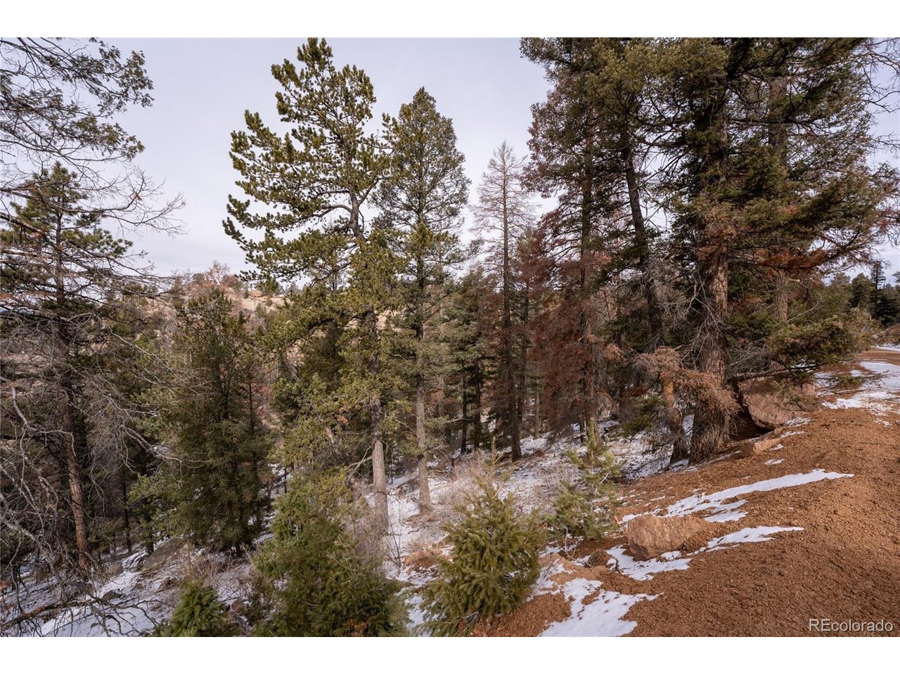 3388 North Mountain Estates Road Florissant, CO 80816 - Photo 10 of 36 a view of outdoor space and tree