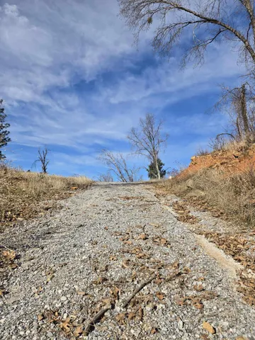 a view of a yard with large tree