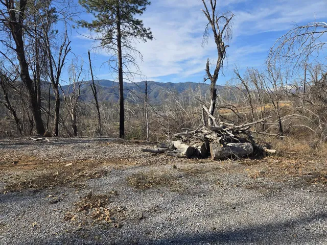 a view of a dry yard with trees