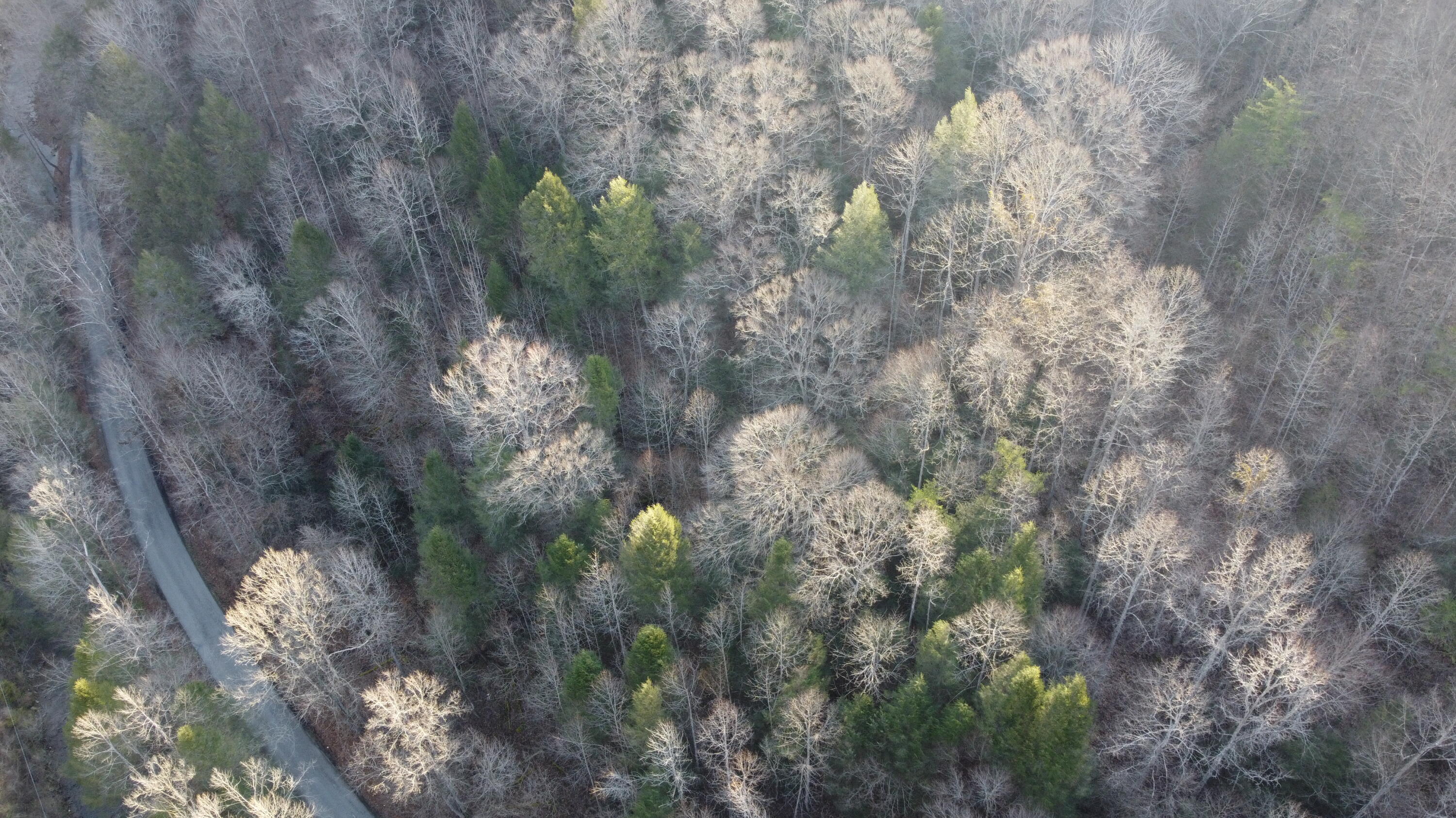 500 Simms Fork Road Arjay, KY 40902 - Photo 5 of 12 DJI_0564