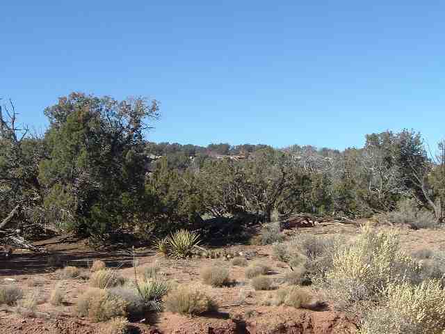 3956 Aztec Road Snowflake, AZ 85937 - Photo 1 of 2 a view of a dry yard with trees