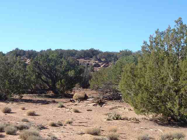 3956 Aztec Road Snowflake, AZ 85937 - Photo 2 of 2 a view of a yard with a tree