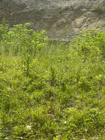 a view of yard with green space