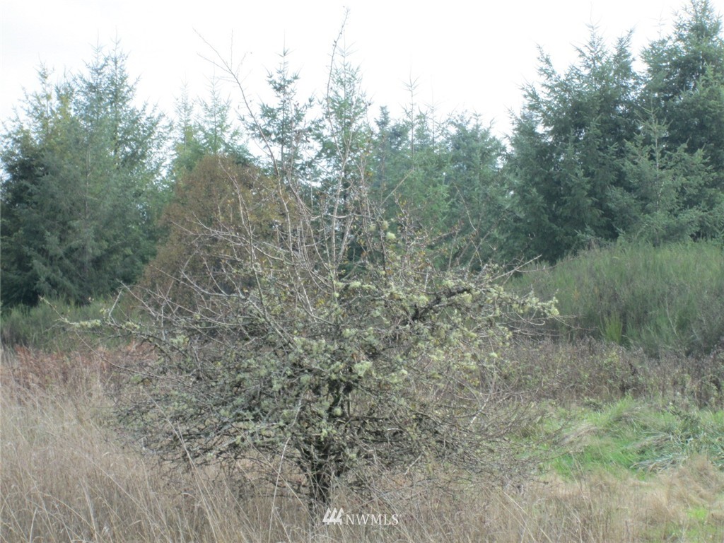 133 Allman Road Winlock, WA 98596 - Photo 9 of 12