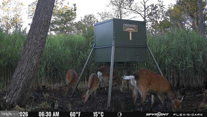 3241 Robbins Road Crapo, MD 21626 - Photo 3 of 49 Deer gathering at feeding station.