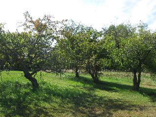 9951 Cemetery Road Erie, MI 48133 - Photo 3 of 17 Acreage