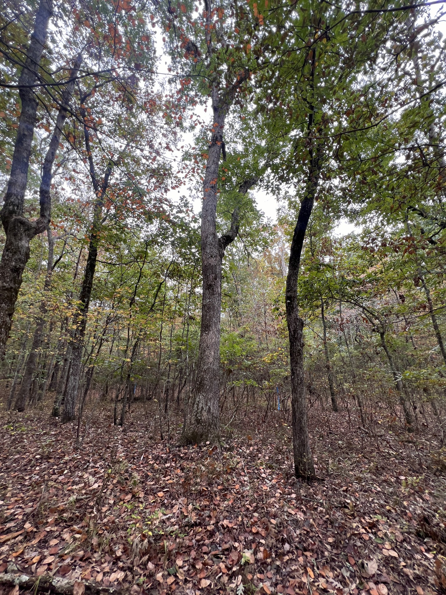 0 South Pittsburg Mountain Road Sewanee, TN 37375 - Photo 11 of 31 Gallery Image 11