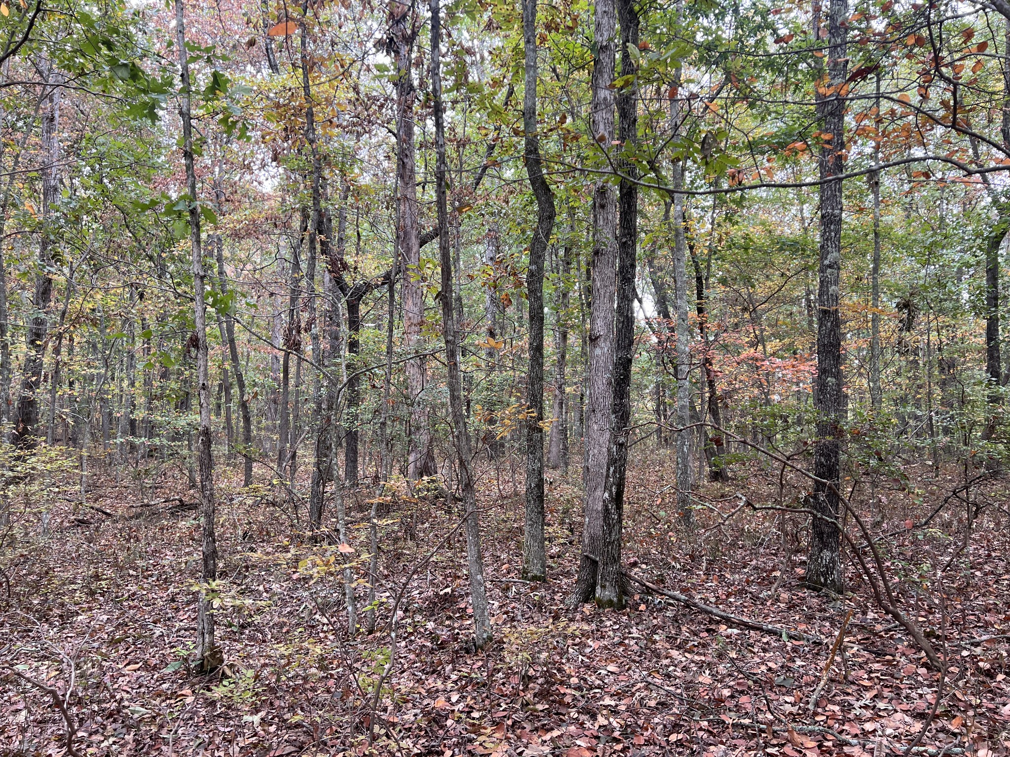 0 South Pittsburg Mountain Road Sewanee, TN 37375 - Photo 12 of 31 Gallery Image 12