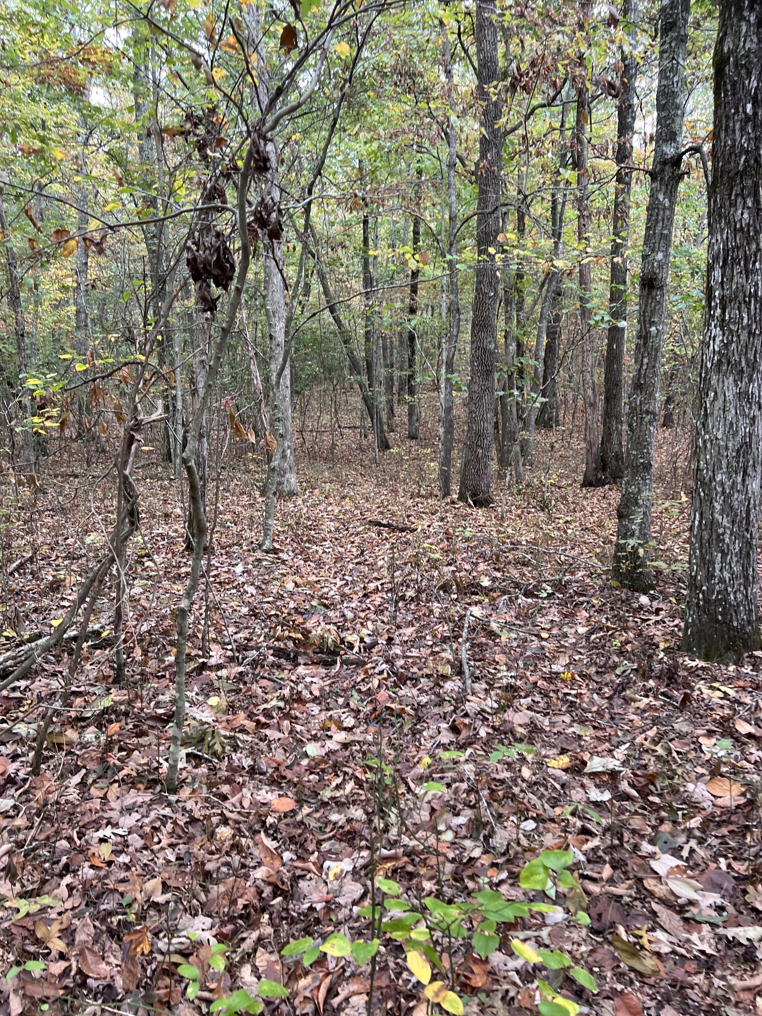 0 South Pittsburg Mountain Road Sewanee, TN 37375 - Photo 13 of 31 Gallery Image 13