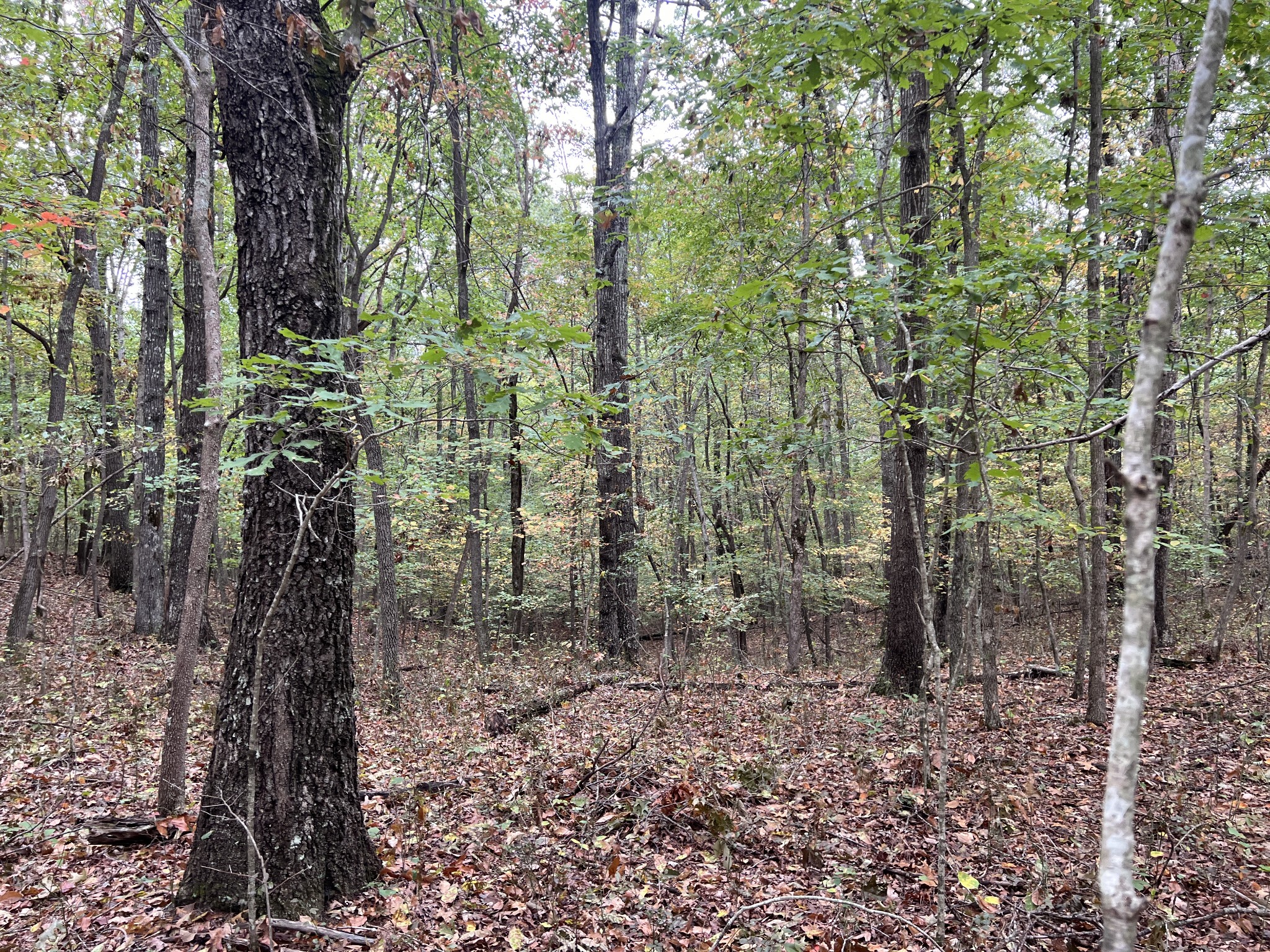 0 South Pittsburg Mountain Road Sewanee, TN 37375 - Photo 14 of 31 Gallery Image 14