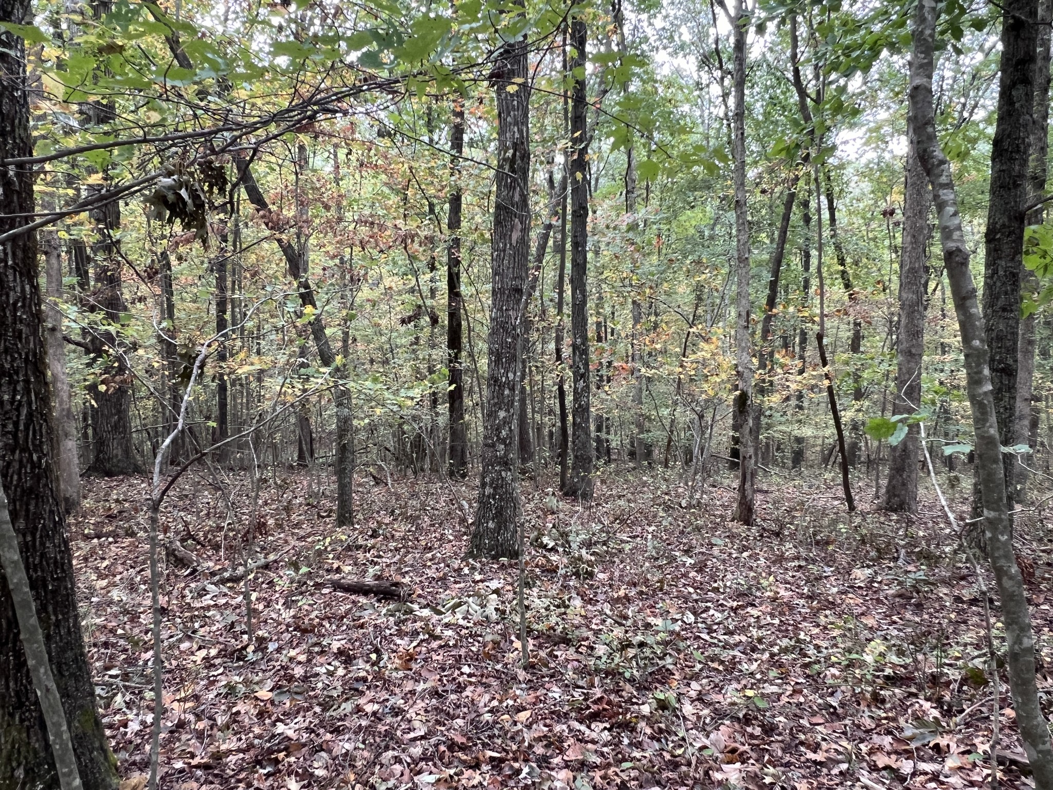 0 South Pittsburg Mountain Road Sewanee, TN 37375 - Photo 15 of 31 Gallery Image 15