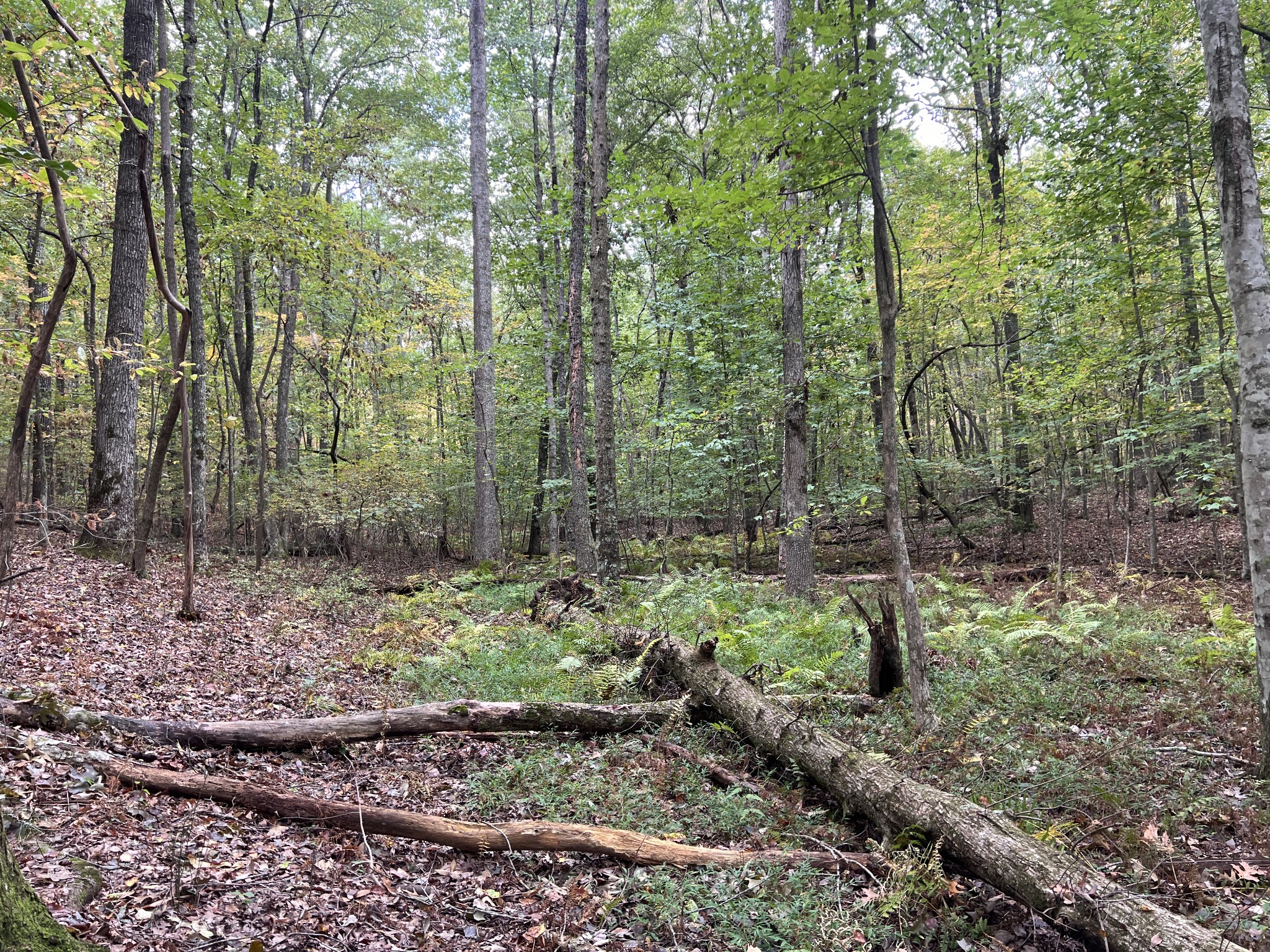 0 South Pittsburg Mountain Road Sewanee, TN 37375 - Photo 17 of 31 Gallery Image 17