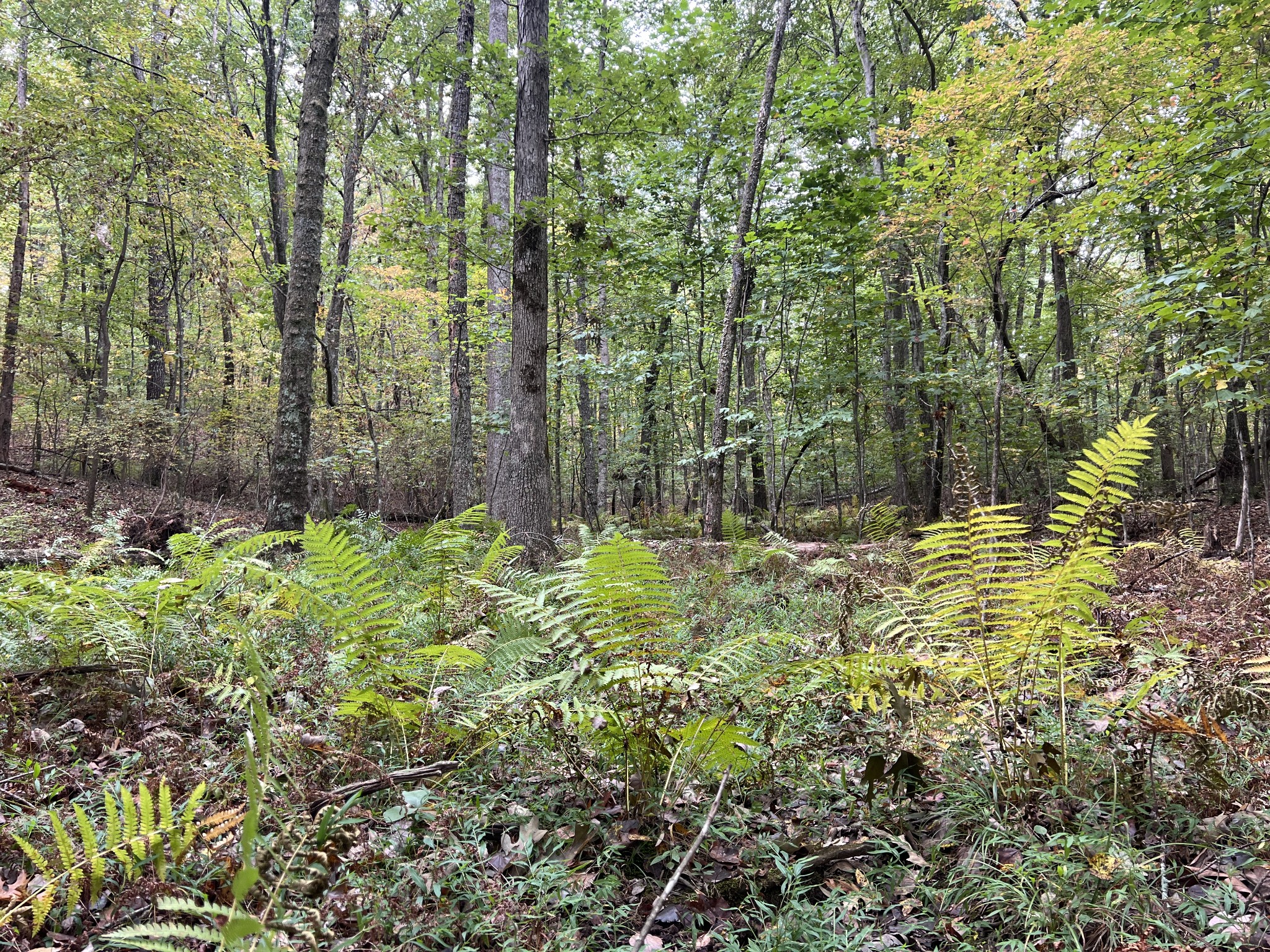 0 South Pittsburg Mountain Road Sewanee, TN 37375 - Photo 18 of 31 Gallery Image 18