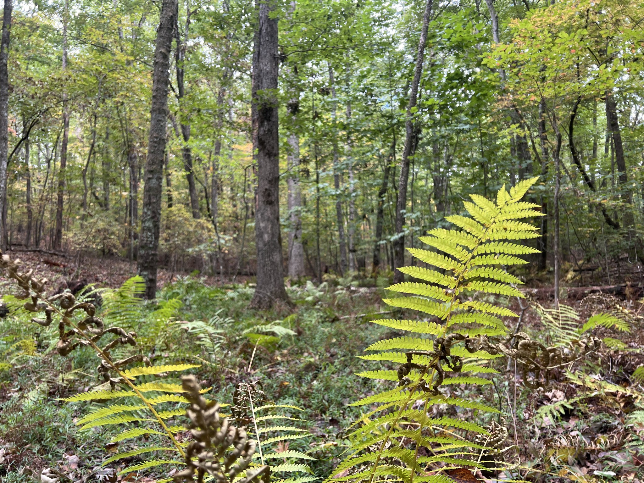 0 South Pittsburg Mountain Road Sewanee, TN 37375 - Photo 19 of 31 Gallery Image 19