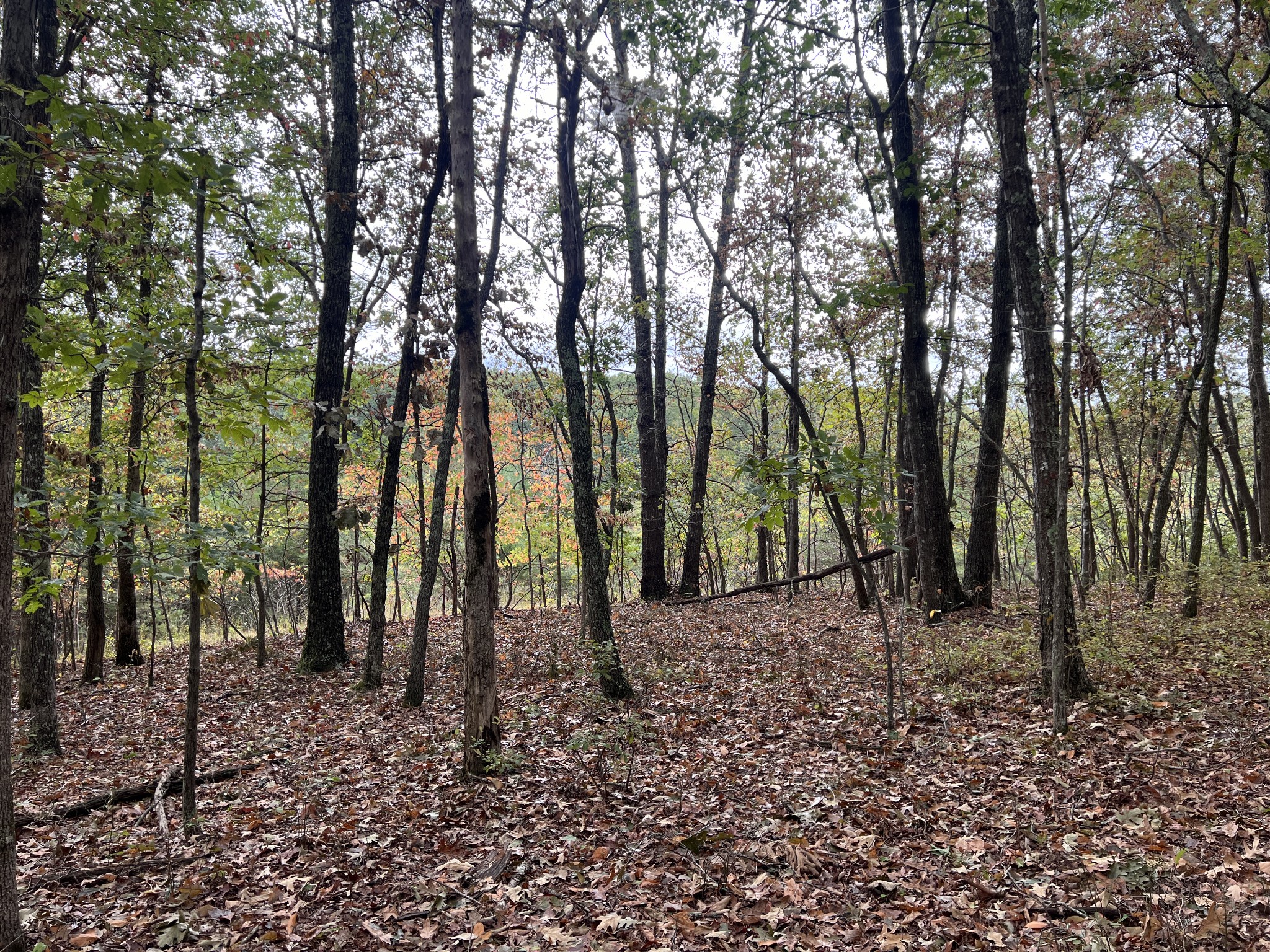 0 South Pittsburg Mountain Road Sewanee, TN 37375 - Photo 20 of 31 Gallery Image 20
