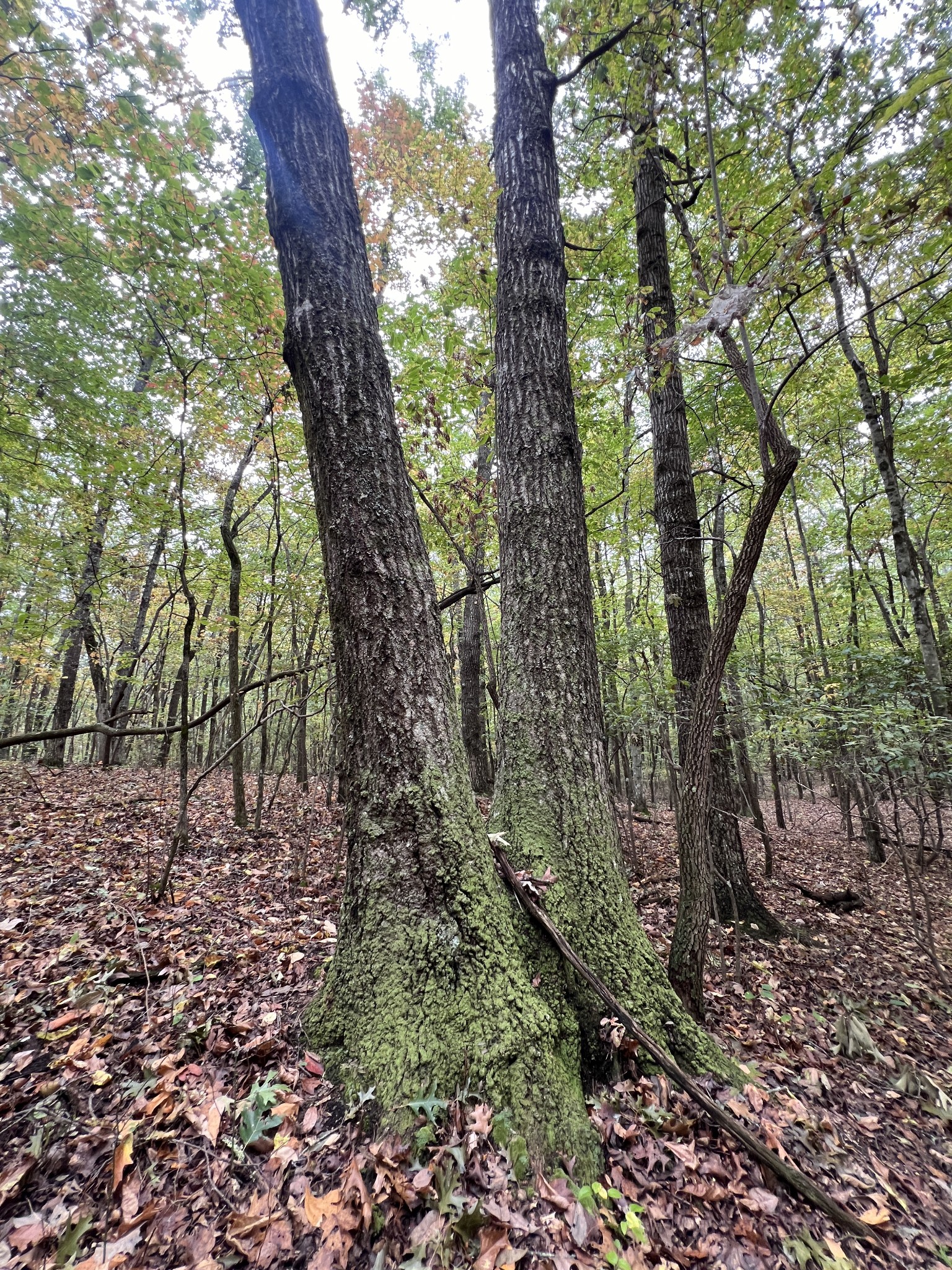 0 South Pittsburg Mountain Road Sewanee, TN 37375 - Photo 23 of 31 Gallery Image 23