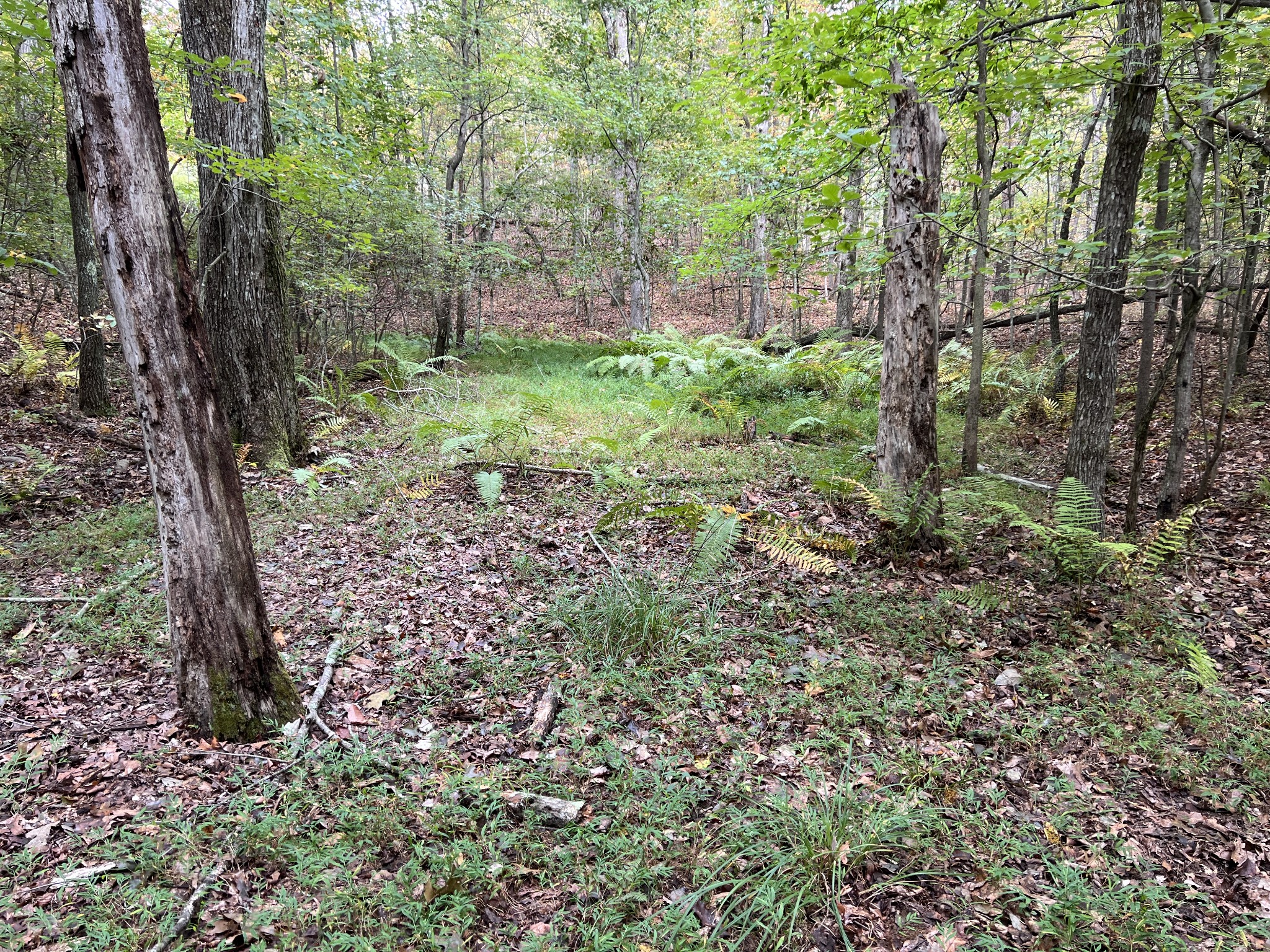 0 South Pittsburg Mountain Road Sewanee, TN 37375 - Photo 24 of 31 Gallery Image 24
