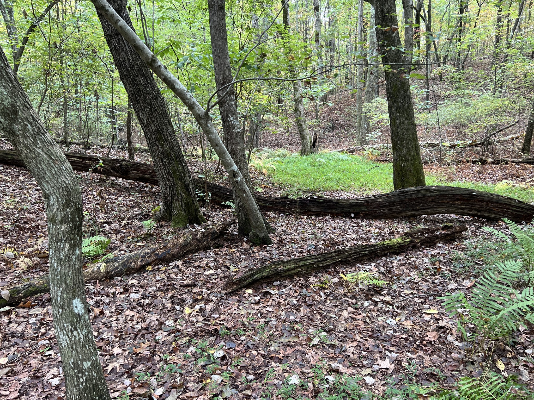 0 South Pittsburg Mountain Road Sewanee, TN 37375 - Photo 25 of 31 Gallery Image 25