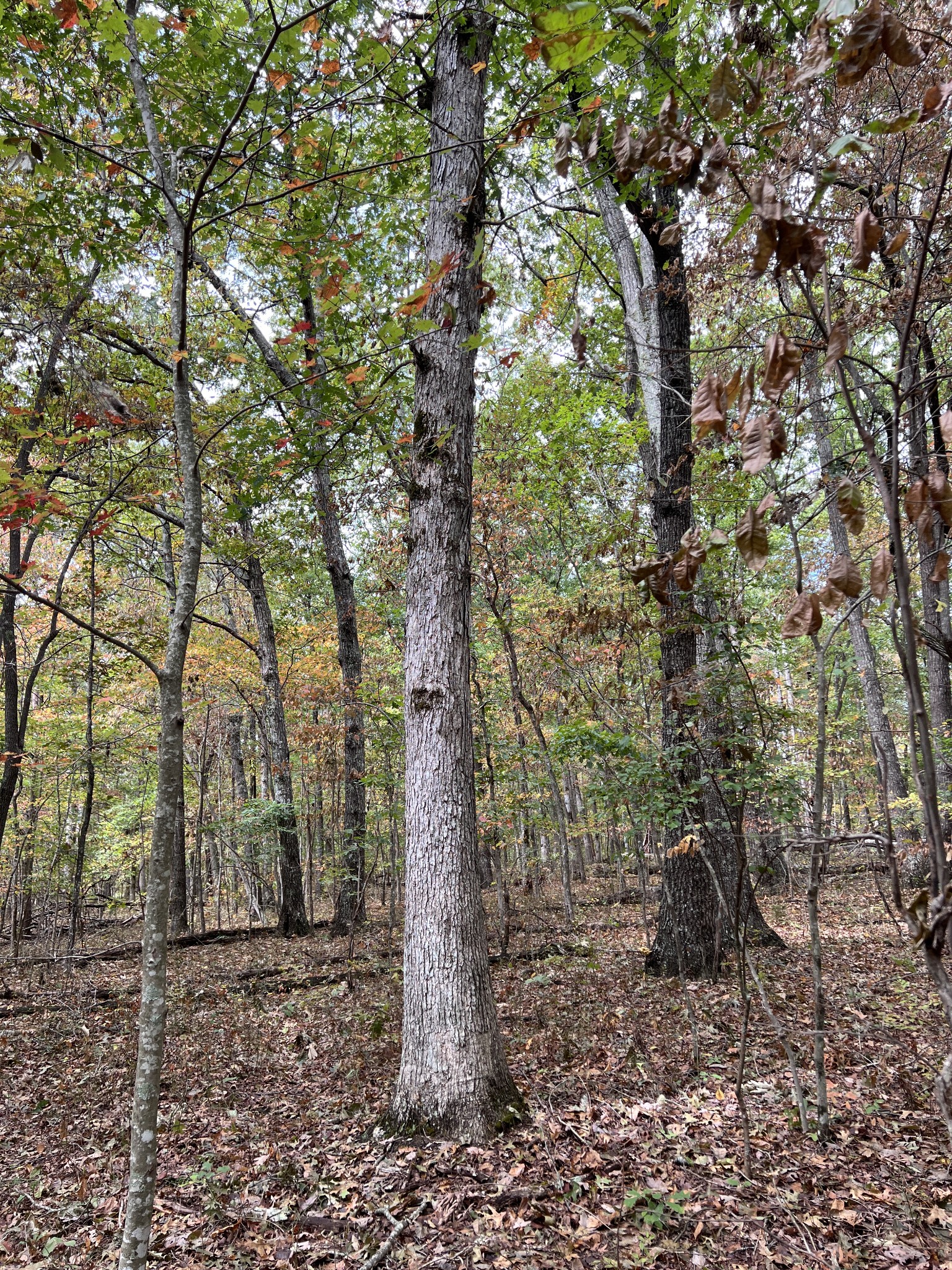 0 South Pittsburg Mountain Road Sewanee, TN 37375 - Photo 26 of 31 Gallery Image 26