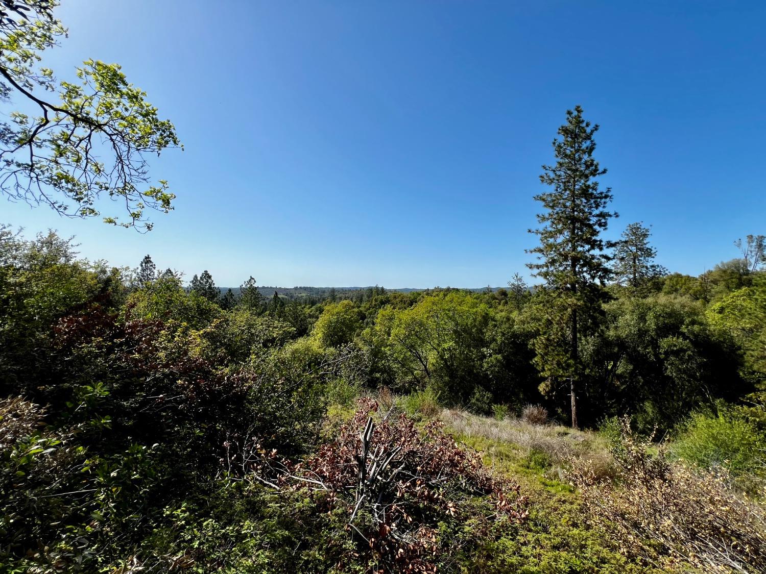 6294 Gray Rock Road Somerset, CA 95684 - Photo 17 of 35 a view of a tree in a field with a tree in the background