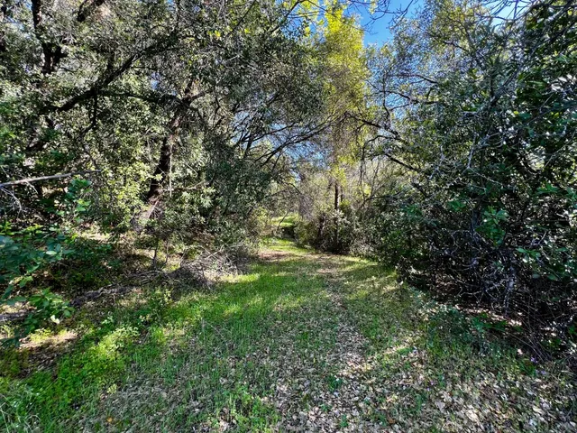 a view of a tree with a tree