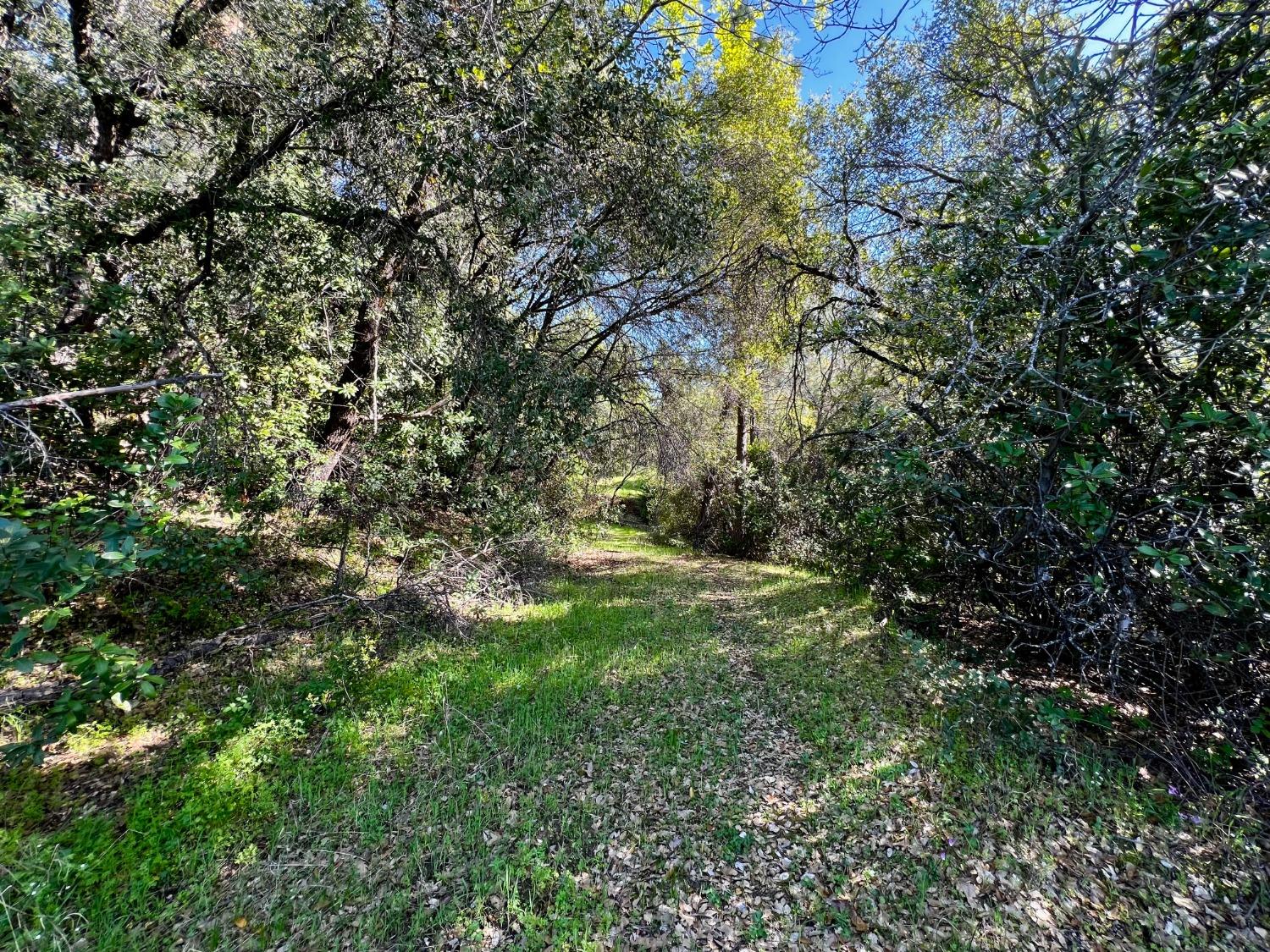6294 Gray Rock Road Somerset, CA 95684 - Photo 19 of 35 a view of a tree with a tree