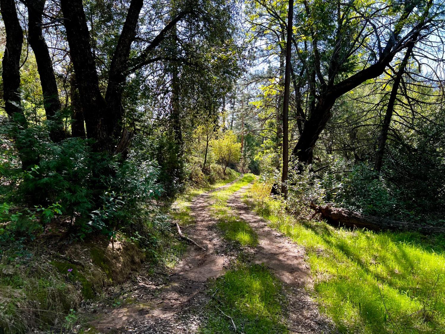 6294 Gray Rock Road Somerset, CA 95684 - Photo 21 of 35 a view of yard along with trees