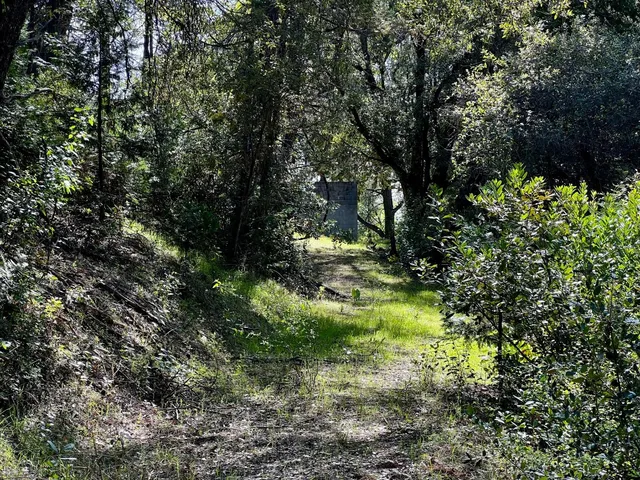 a view of a garden with plants and large trees