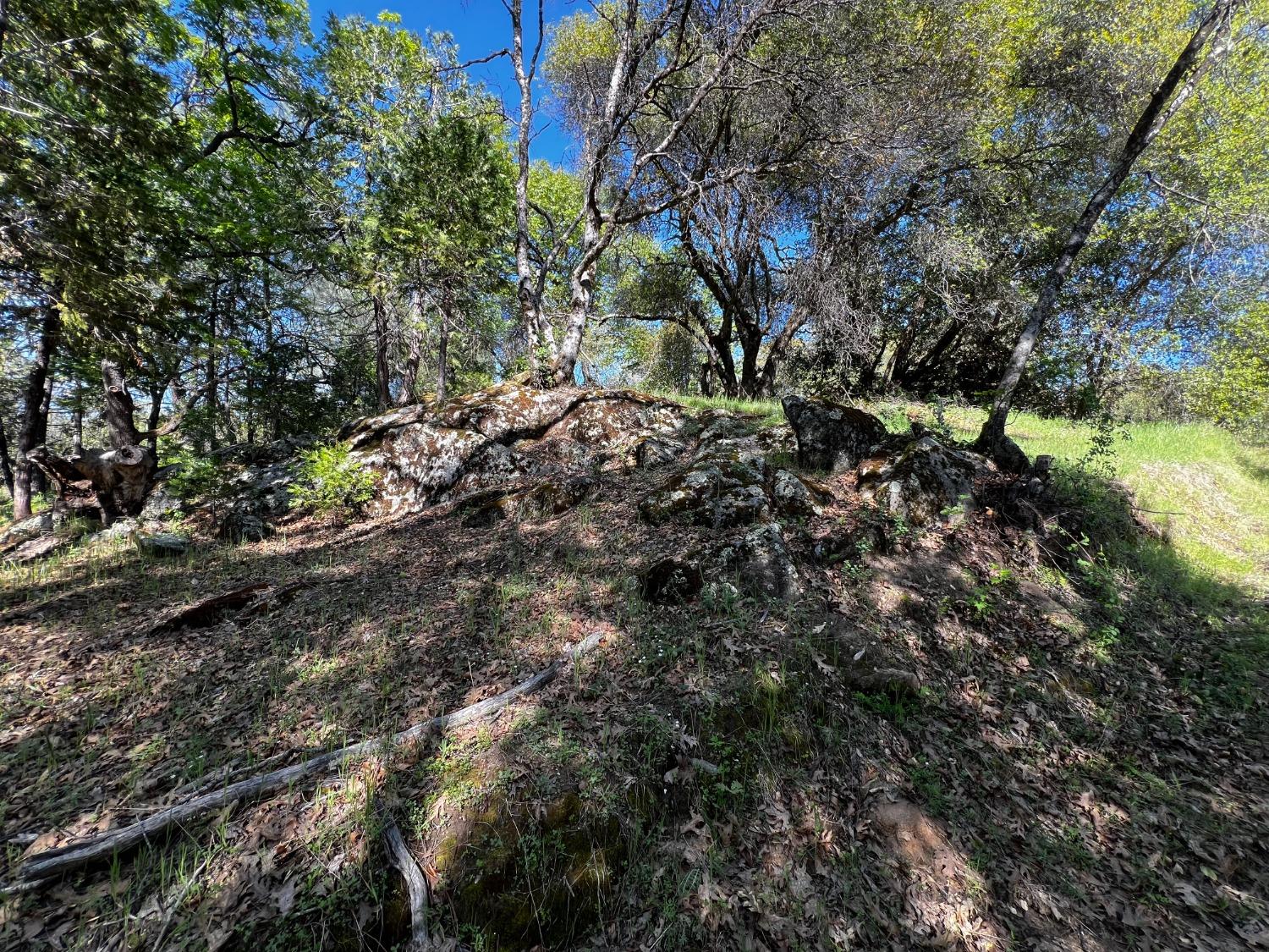 6294 Gray Rock Road Somerset, CA 95684 - Photo 26 of 35 a view of a trees in a yard