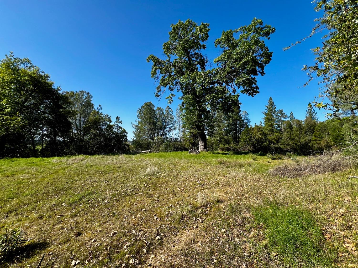6294 Gray Rock Road Somerset, CA 95684 - Photo 28 of 35 a view of a yard with a tree