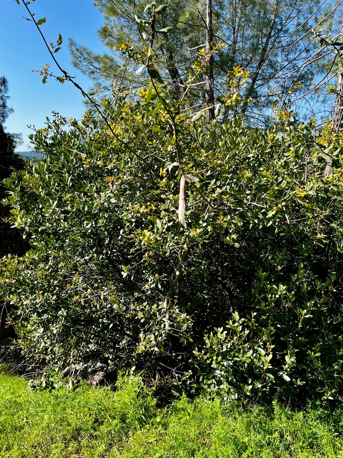 6294 Gray Rock Road Somerset, CA 95684 - Photo 30 of 35 a view of a tree