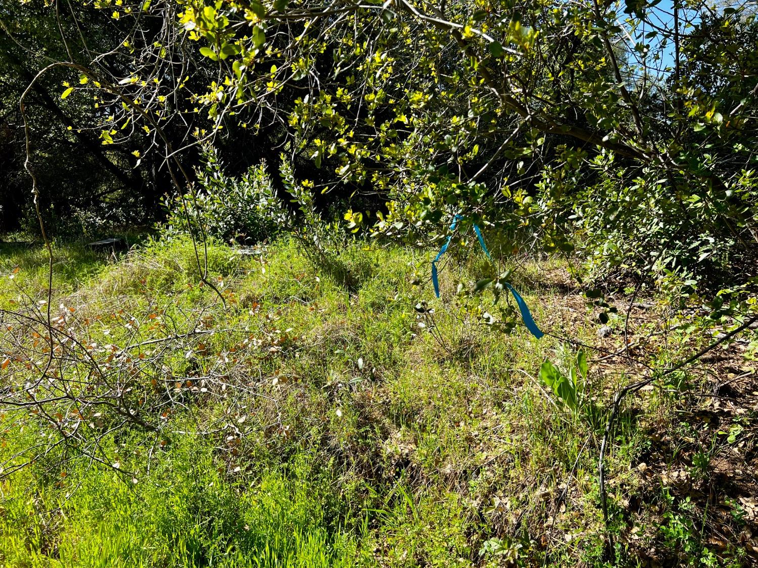 6294 Gray Rock Road Somerset, CA 95684 - Photo 33 of 35 a view of a lush green forest