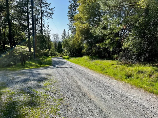 a view of backyard with large trees