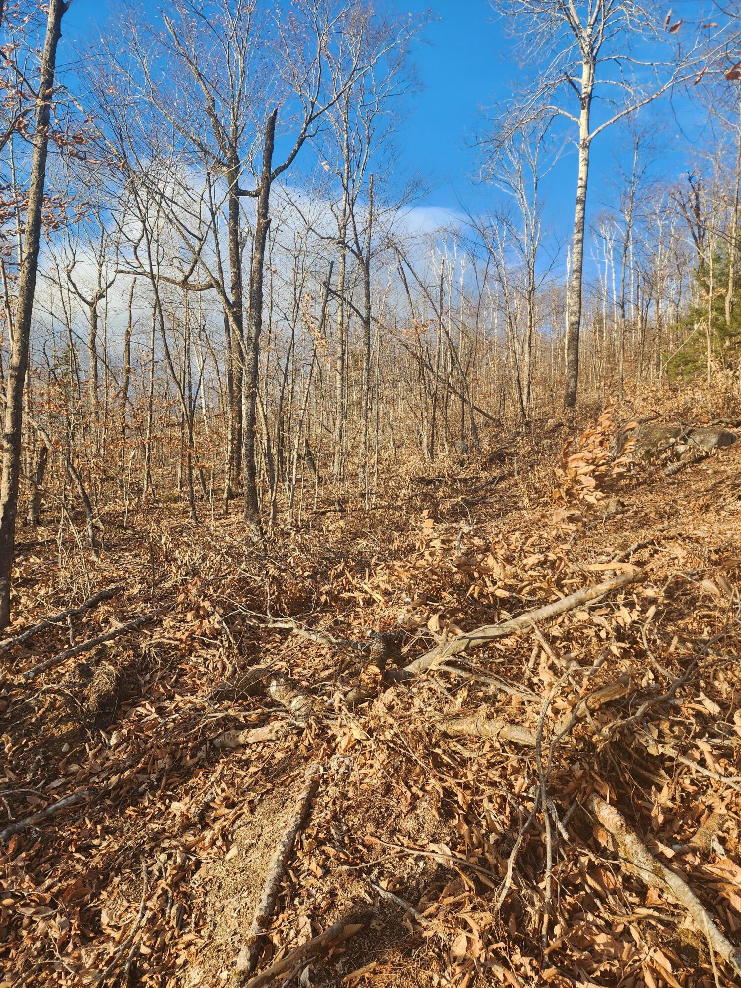 Lot 5 Dow Farm Rd Island Falls Island Falls, ME 04747 - Photo 5 of 16 20251102_151050