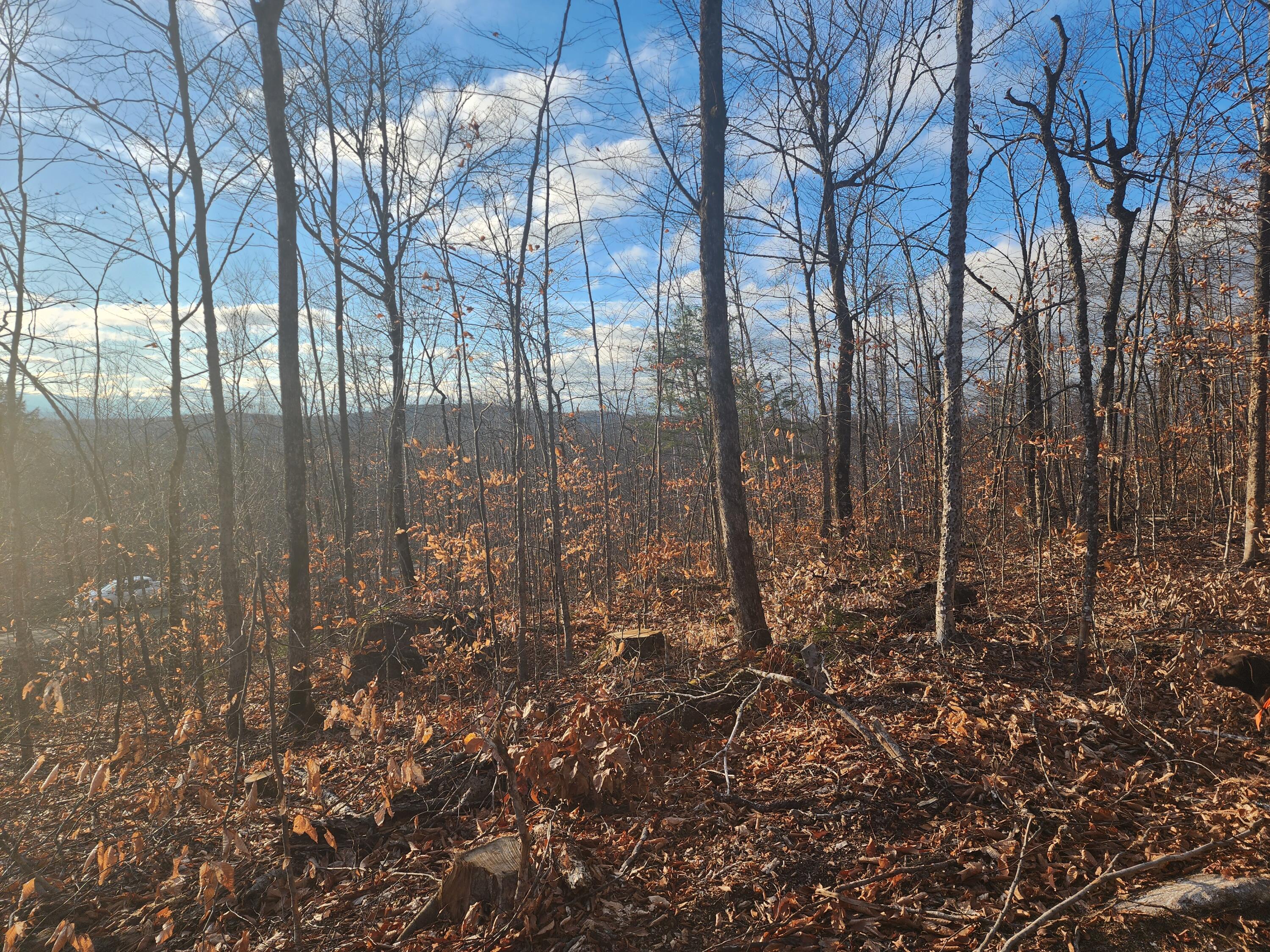 Lot 5 Dow Farm Rd Island Falls Island Falls, ME 04747 - Photo 6 of 16 20251102_151110