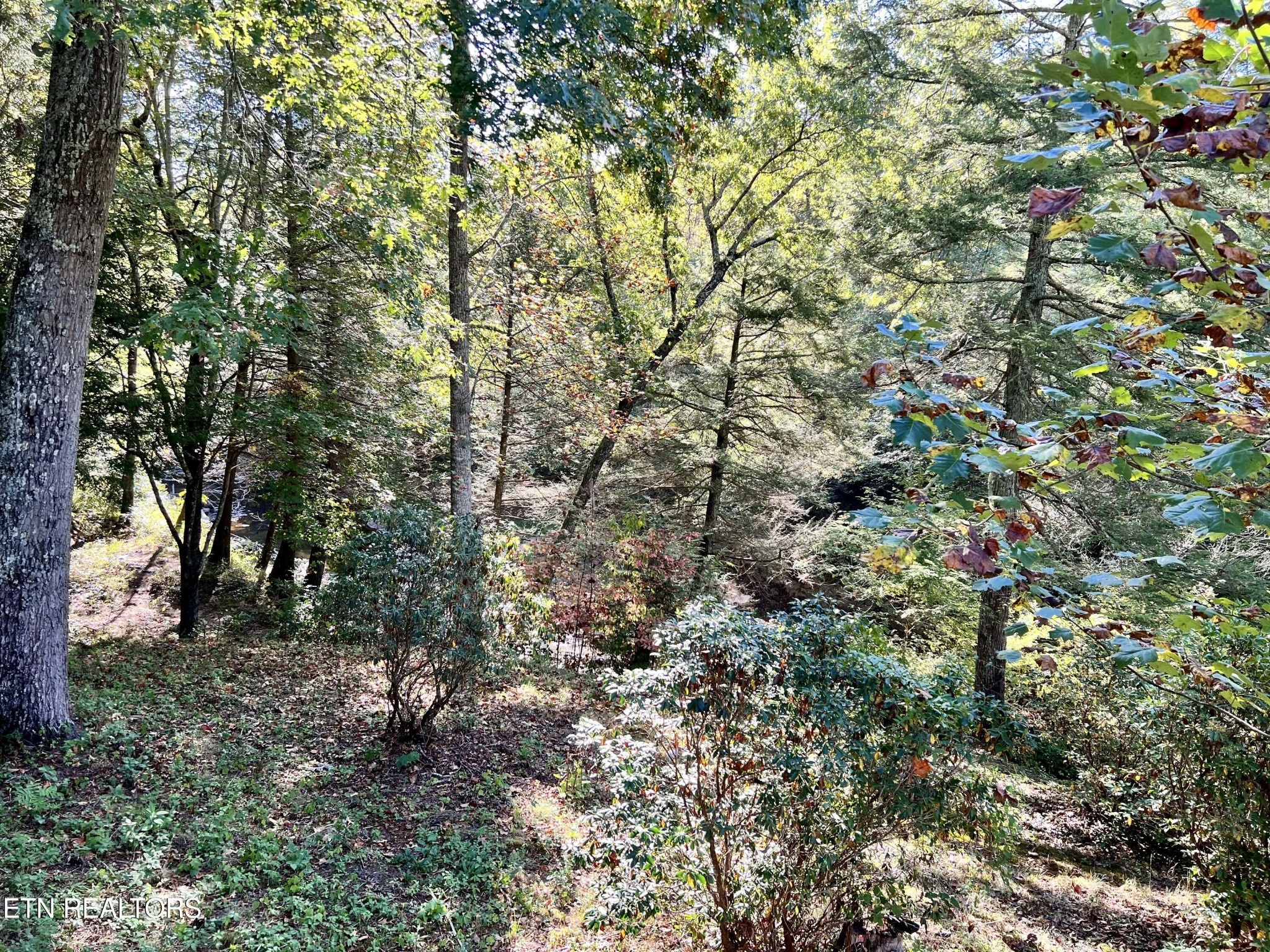 123 Doc Huling Road Robbins, TN 37852 - Photo 9 of 23 a view of a forest with lots of trees