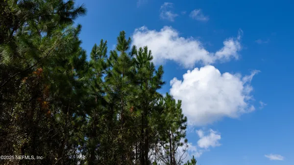 a close up of a flower in a garden