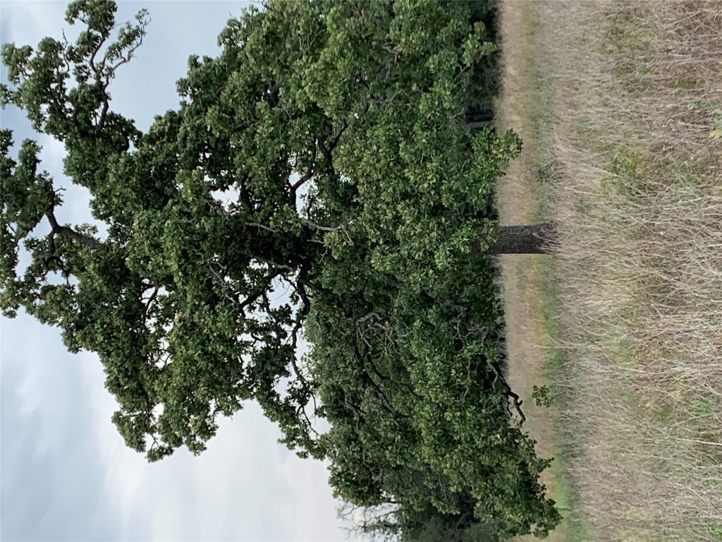 276 Ott Road Rosanky, TX 78953 - Photo 22 of 27 a view of a tree in a field of a house