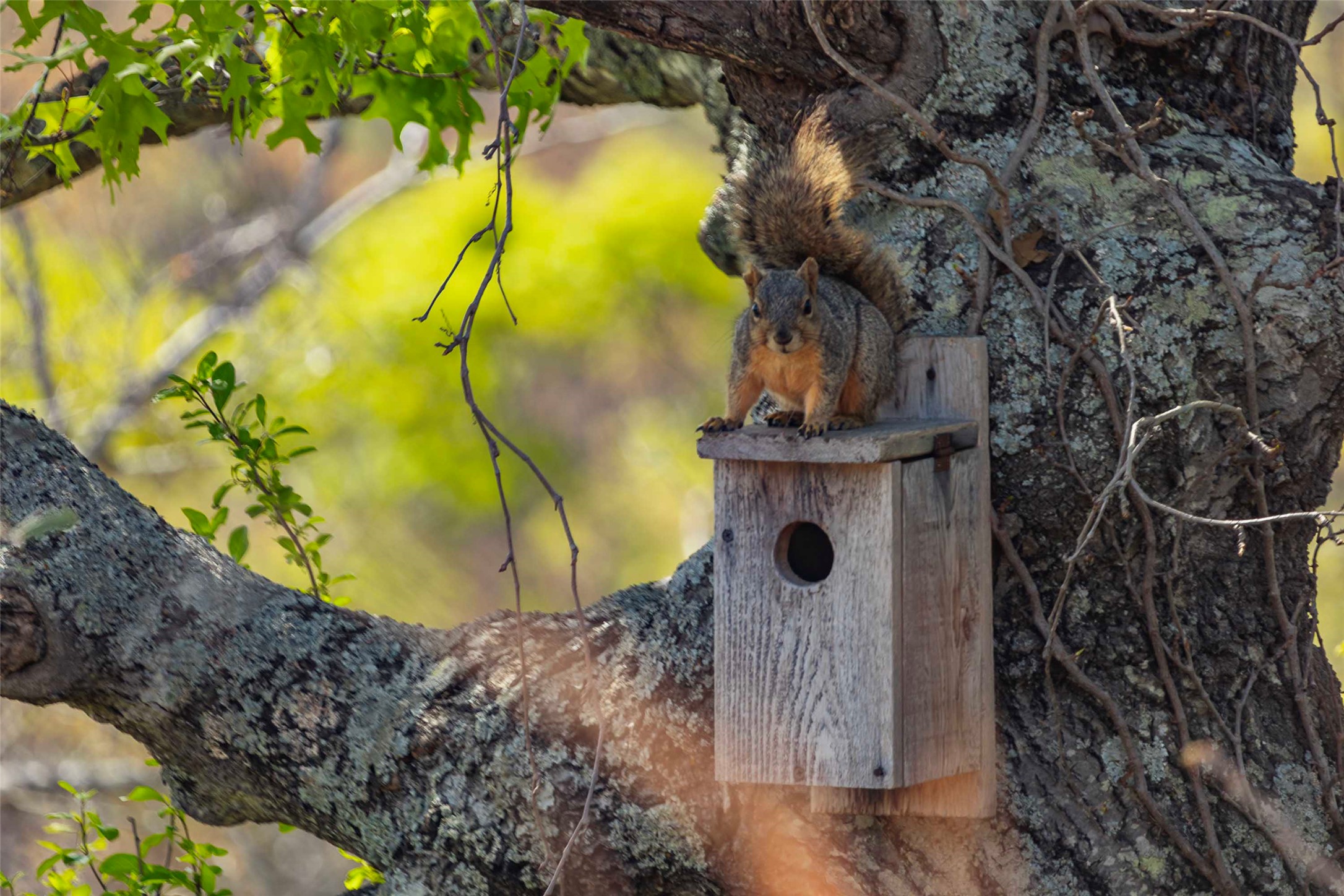Lot 8 Saddle Ridge Drive Bertram, TX 78605 - Photo 12 of 15 a view of a fountain in front of the house