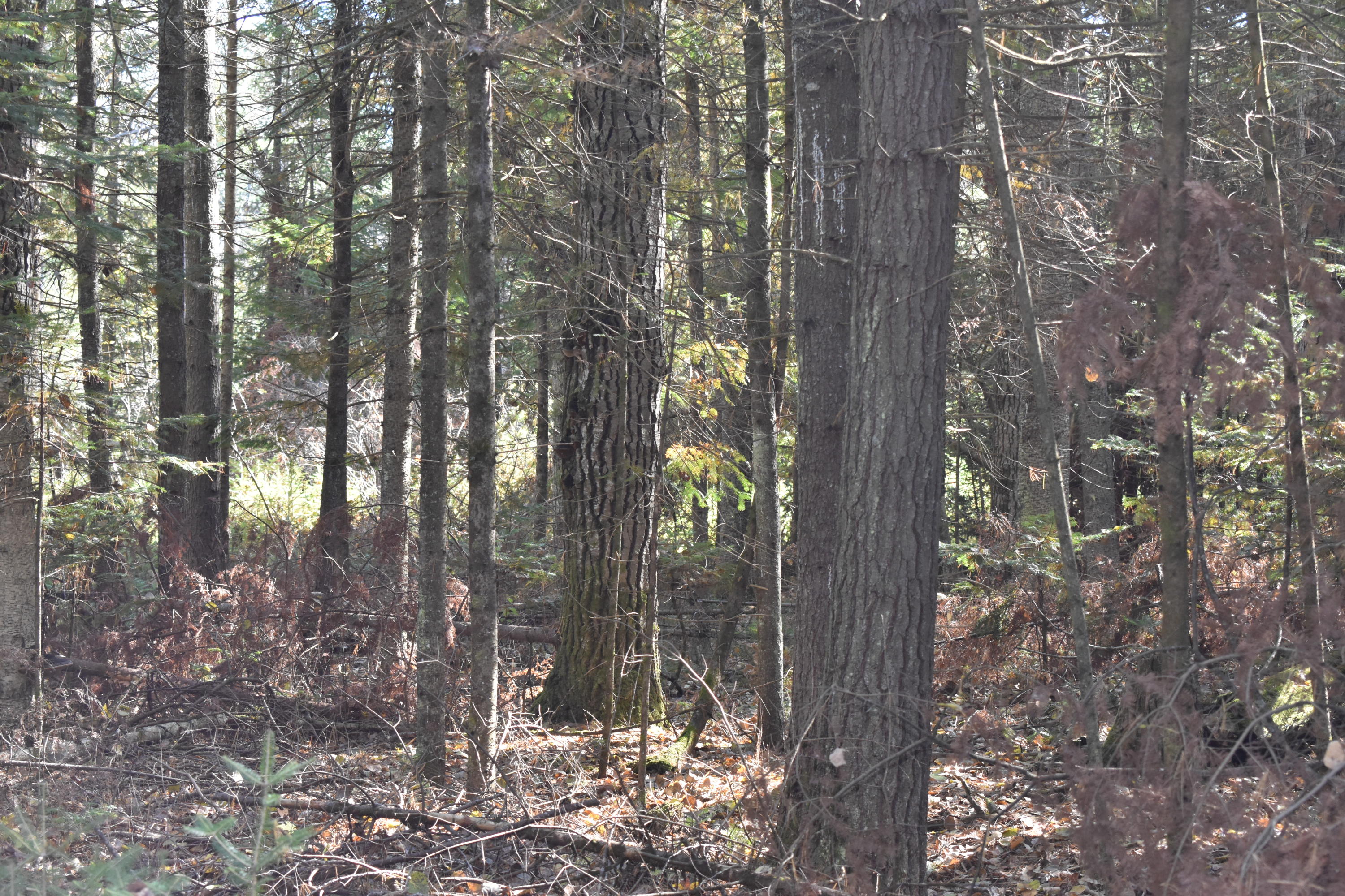 8550 Hall Road Atlanta, MI 49709 - Photo 38 of 43