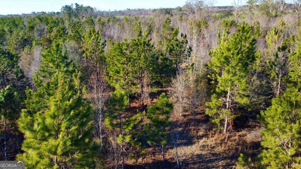 0 Herrington Road Hazlehurst, GA 31539 - Photo 18 of 29 a view of a lush green forest with trees and flowers