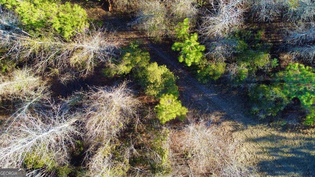 0 Herrington Road Hazlehurst, GA 31539 - Photo 9 of 29 a plant that is in a garden