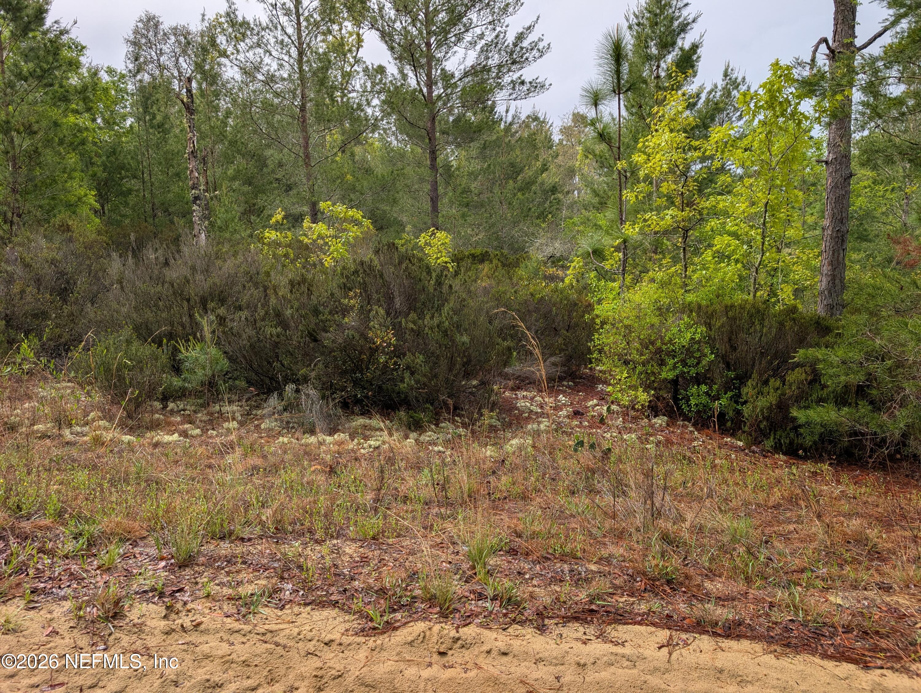 Lot 34 Southeast 10th Street Interlachen, FL 32148 - Photo 1 of 4 a view of a yard with plants and large trees