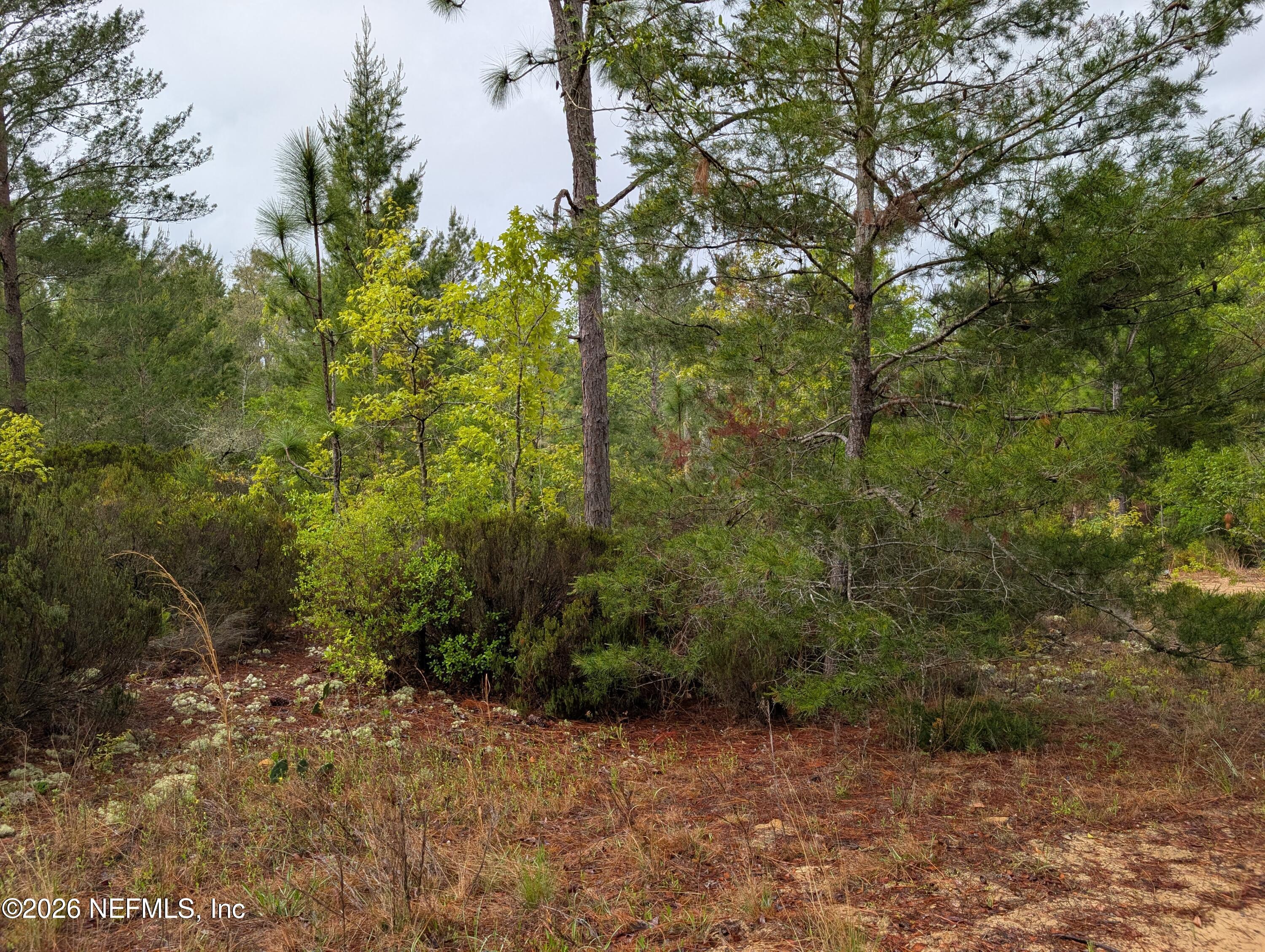 Lot 34 Southeast 10th Street Interlachen, FL 32148 - Photo 2 of 4 a view of a yard with plants and large trees