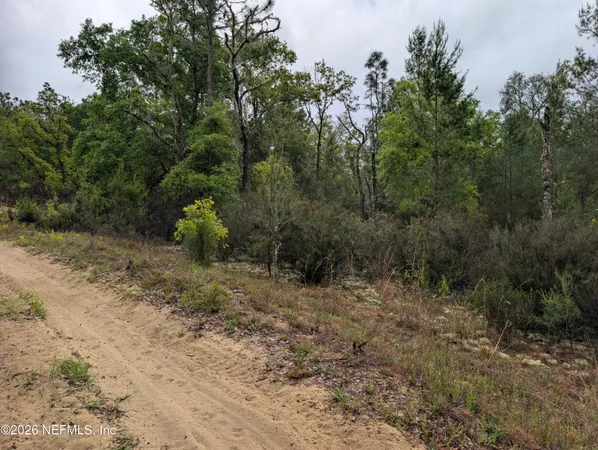 a view of a dry yard with trees