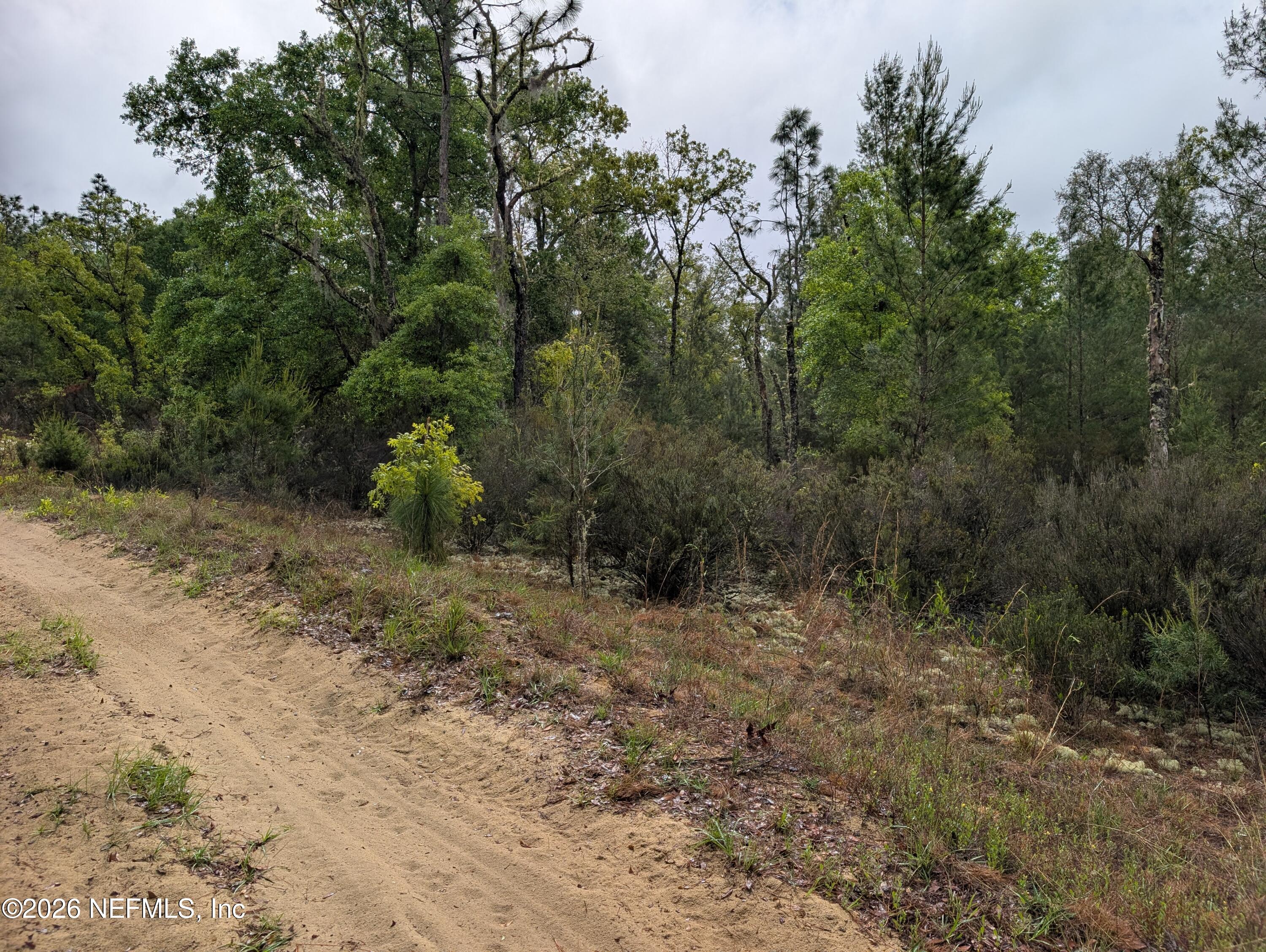 Lot 34 Southeast 10th Street Interlachen, FL 32148 - Photo 3 of 4 a view of a dry yard with trees
