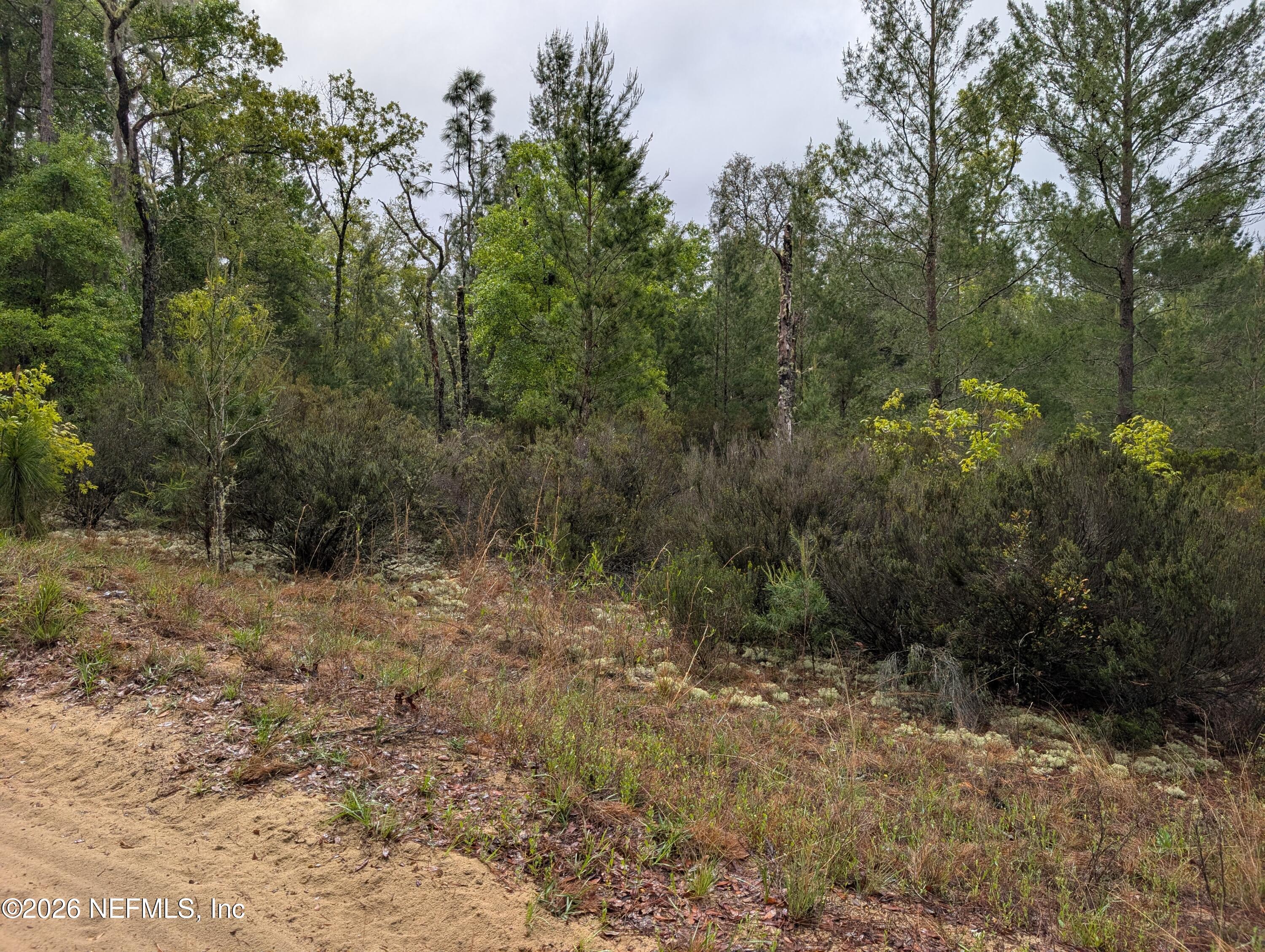 Lot 34 Southeast 10th Street Interlachen, FL 32148 - Photo 4 of 4 a view of a forest with trees in the background
