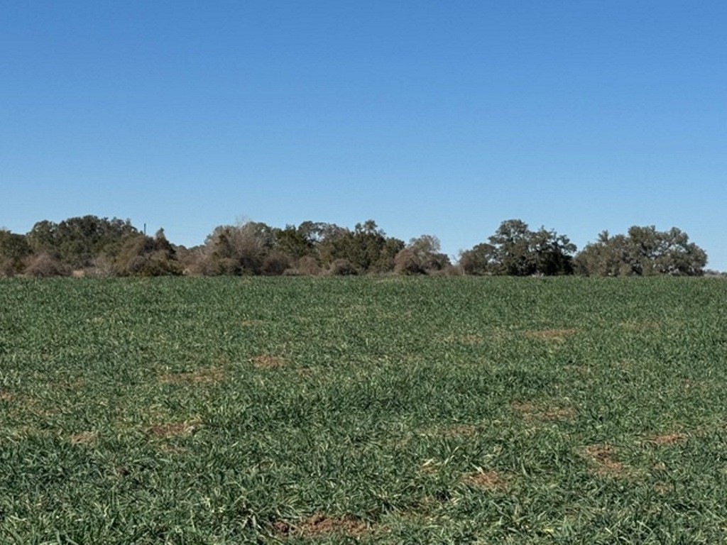 Tbd Tbd Wolters And Kainer Road Schulenburg, TX 78956 - Photo 16 of 25 a view of a field of grass and trees