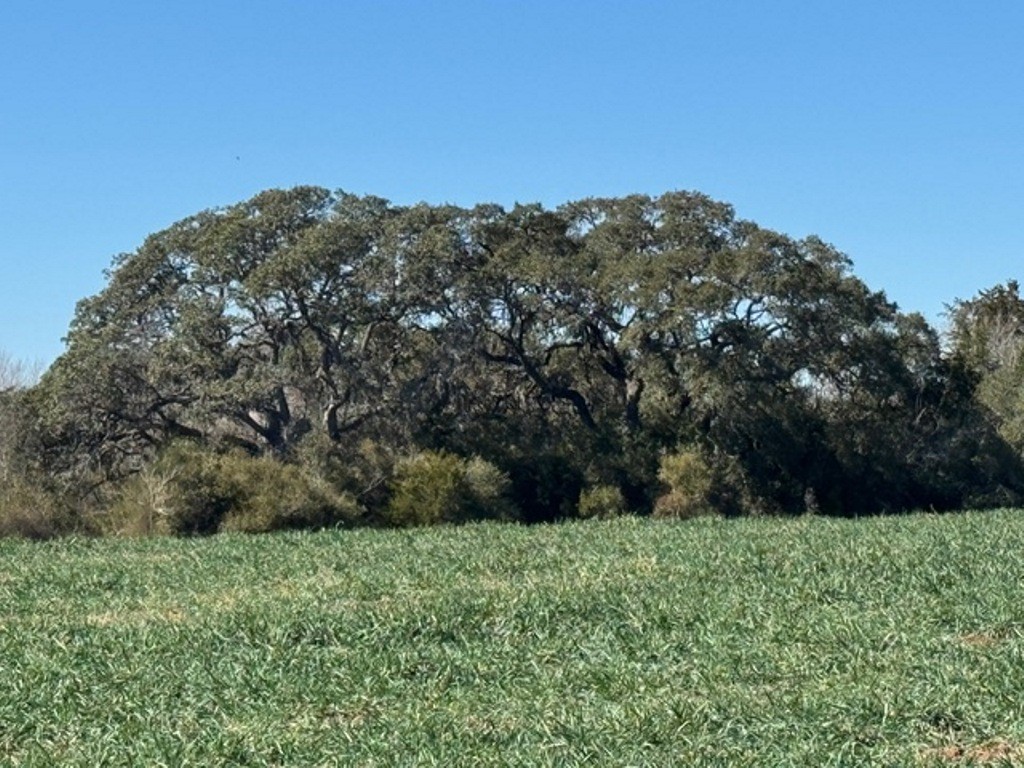 Tbd Tbd Wolters And Kainer Road Schulenburg, TX 78956 - Photo 17 of 25 a view of a yard