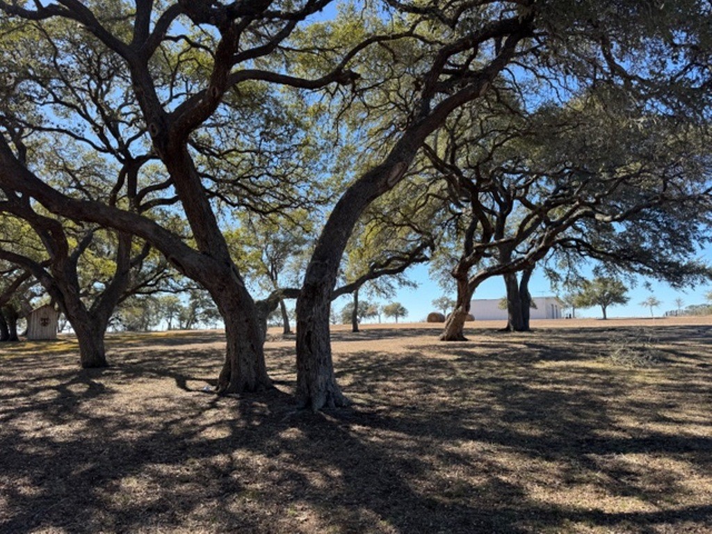 Tbd Tbd Wolters And Kainer Road Schulenburg, TX 78956 - Photo 4 of 25 a view of a yard with a tree